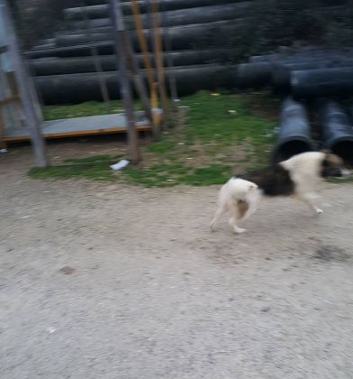 Fütterung der Straßenhunde März 2016 002 © thino
