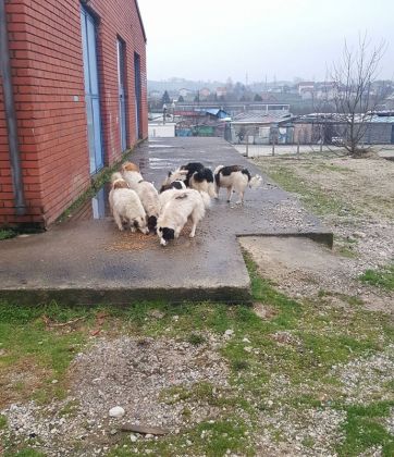 Fütterung der Straßenhunde März 2016 003 © thino