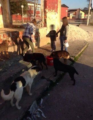 Fütterung der Straßenhunde März 2016 005 © thino