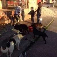 Fütterung der Straßenhunde März 2016 005 © thino