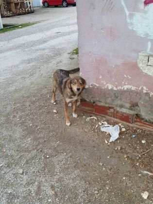 Fütterung der Straßenhunde März 2016 006 © thino