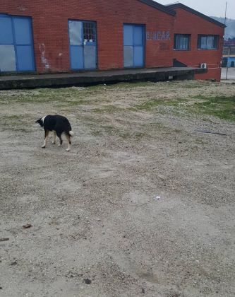 Fütterung der Straßenhunde März 2016 008 © thino