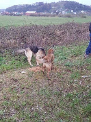 Fütterung der Straßenhunde März 2016 009 © thino