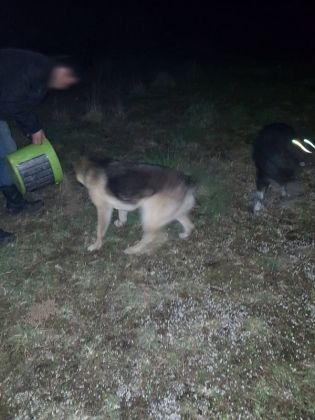 Fütterung der Straßenhunde März 2016 010 © thino