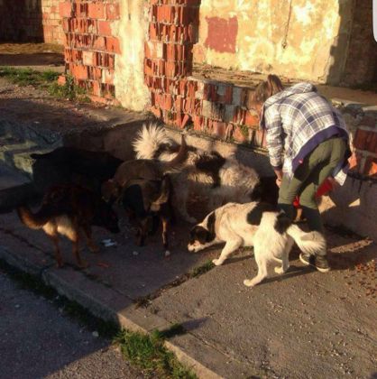 Fütterung der Straßenhunde März 2016 012 © thino