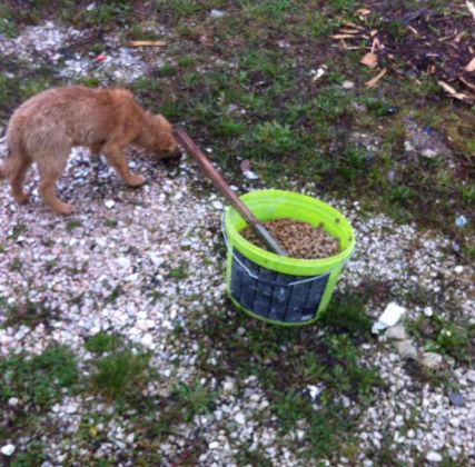 Fütterung der Straßenhunde März 2016 013 © thino