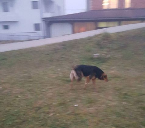 Fütterung der Straßenhunde März 2016 014 © thino