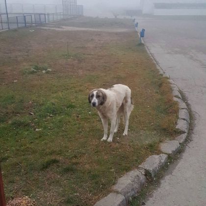 Fütterung der Straßenhunde März 2016 016 © thino