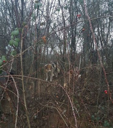 Fütterung der Straßenhunde März 2016 017 © thino