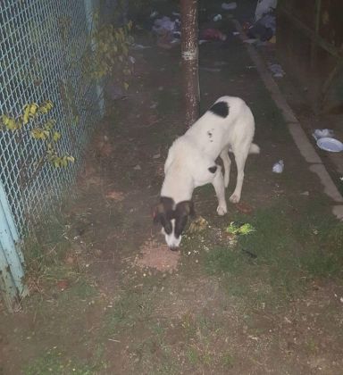 Fütterung der Straßenhunde März 2016 018 © thino