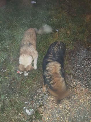 Fütterung der Straßenhunde März 2016 019 © thino