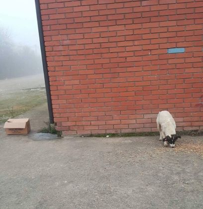 Fütterung der Straßenhunde März 2016 020 © thino