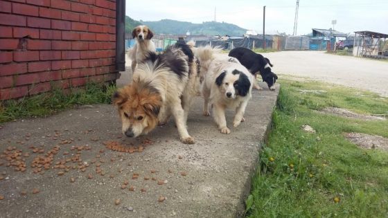 Velika Kladusa April 2016 004 © thino