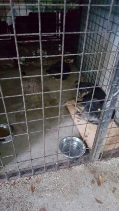 Zunonvica 14.09.16 002 © thino