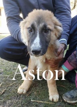 Aston © Thino