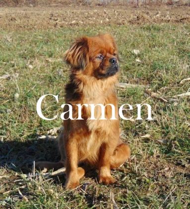 Carmen © Thino