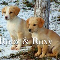 Roby Roxy © Thino