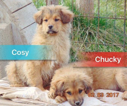 Chucky Cosy © Thino