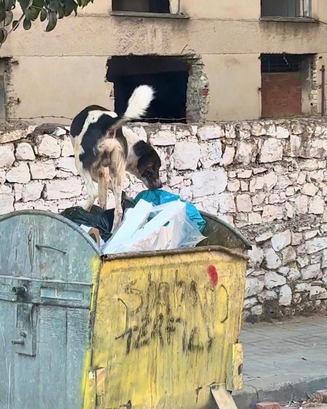 Albanien_shkodra_hunde_tierschutz © thino