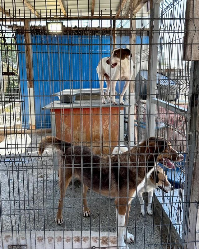 Albanien Shkodra Hunde Tierschutz © thino