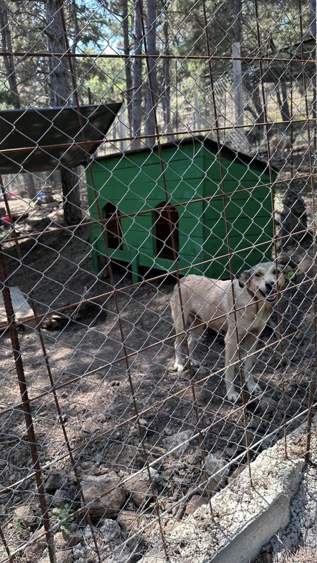 Albanien Shkodra Hunde Tierschutz © thino