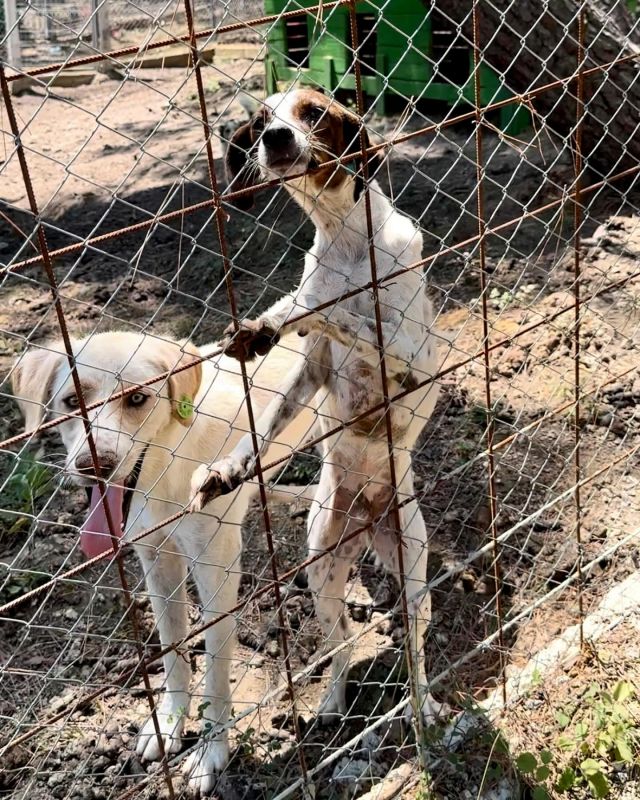 Adoption Hund © thino