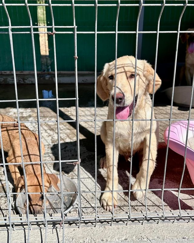 Hund Adoption © thino