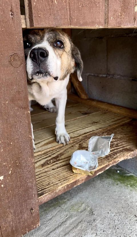 Hund Adoption © thino