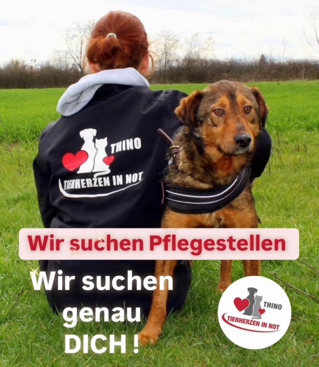 Pflegestelle werden © thino