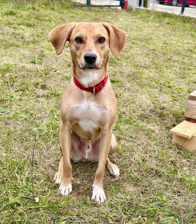 Hund adoptieren Österreich © thino