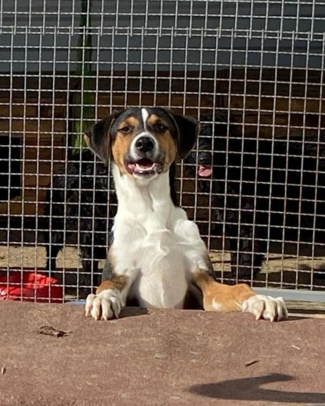 Hund Zuhause gesucht © thino