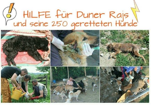 Hilfe für die 250 Hunde in Banovici © thino