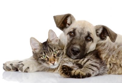 katze_mit_hund © fotolia