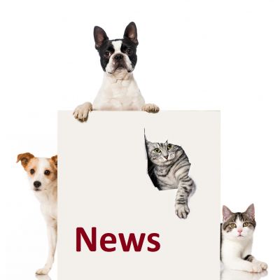 news_hunde © fotolia